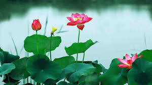Tỳ Ni Nhật Dụng Thiết Yếu